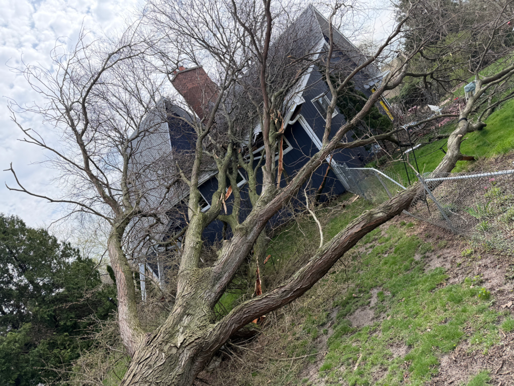 tree1.1